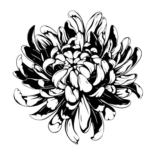 Chrysanthemum flower vector silhouette