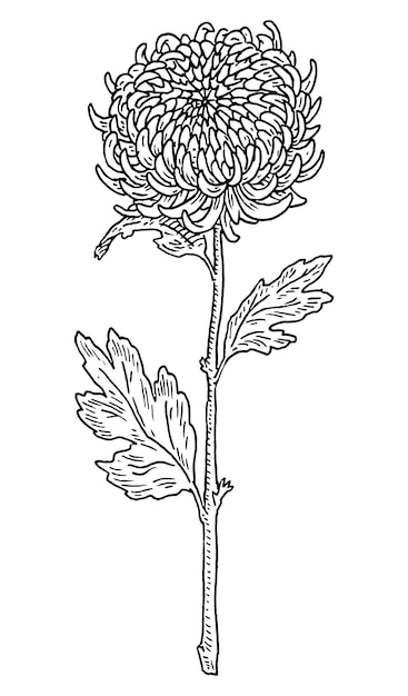 Chrysanthemum flower with leaves. Black engraving vintage illustration on white