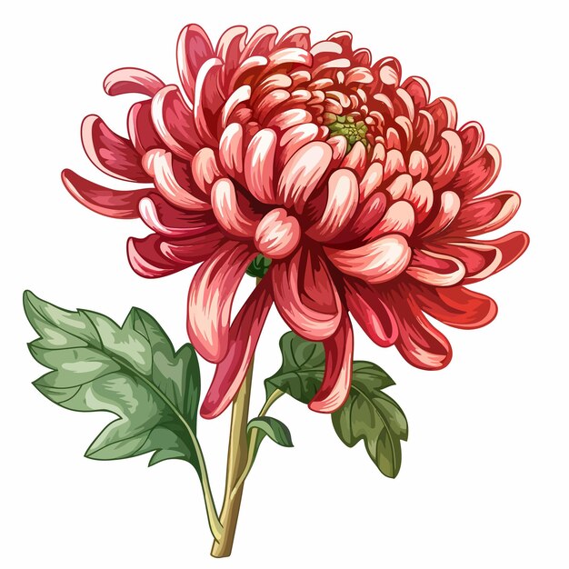 Chrysanthemum flower