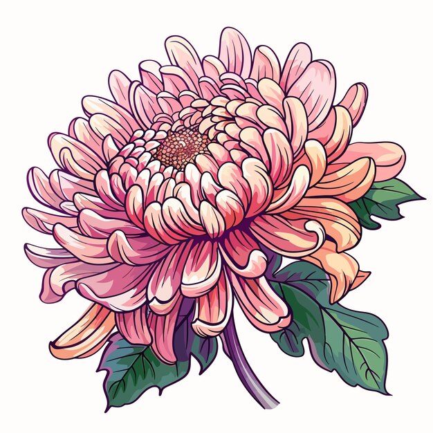 Chrysanthemum flower