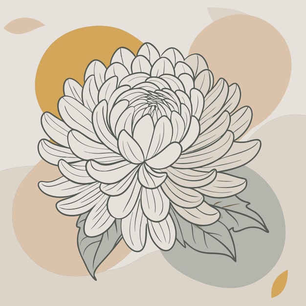 chrysanthemum white background vector illustration line circuit