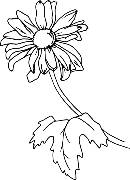 Chrysanthemum