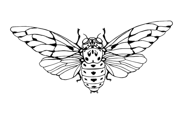 Cicada in doodle style. Hand drawn clip art.