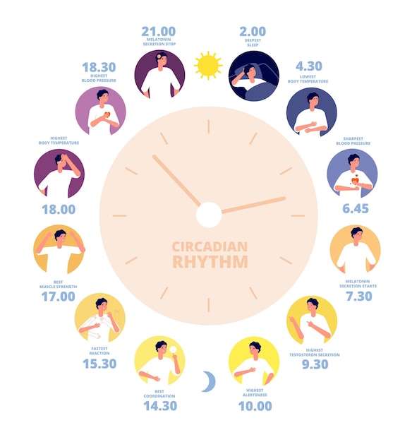 Circadian rhythm Medical poster human brain hormone exposure Healthy day night diagram sleep cycle and on sunlight reaction utter vector concept