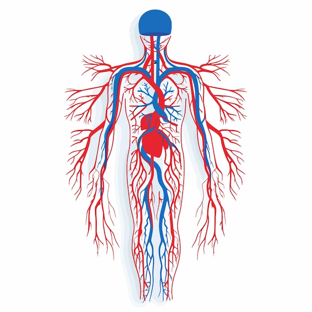 Vector circulatory system