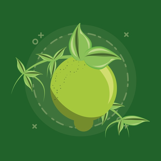 citric fruits design with lemon with leaves 