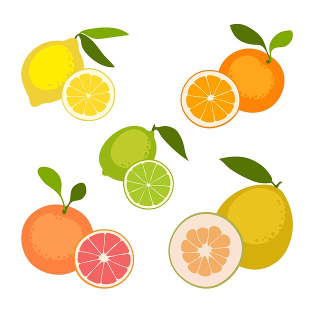 Citrus fruits set.