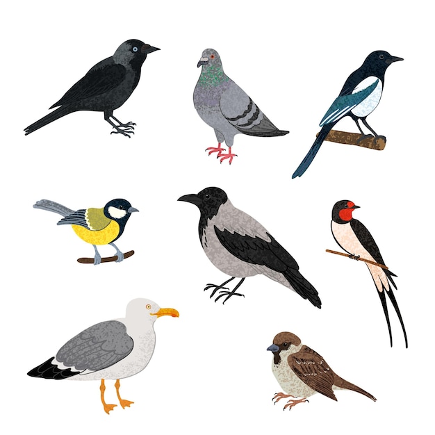 City birds set colorful illustration