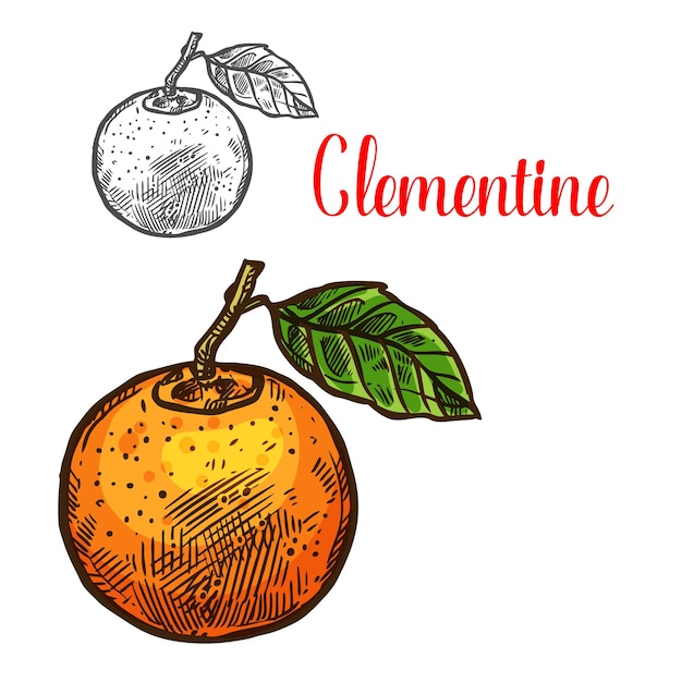 Clementine vector sketch citrus fruit cut icon