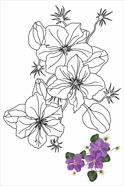 Climatis flower coloring book with flowers for children and adults flower in doodle style