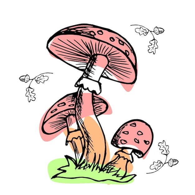 Clip art, hand drawn mushrooms, line art with added color
