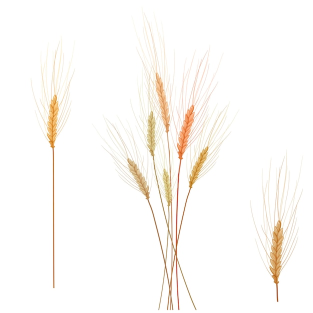 clip art wheat