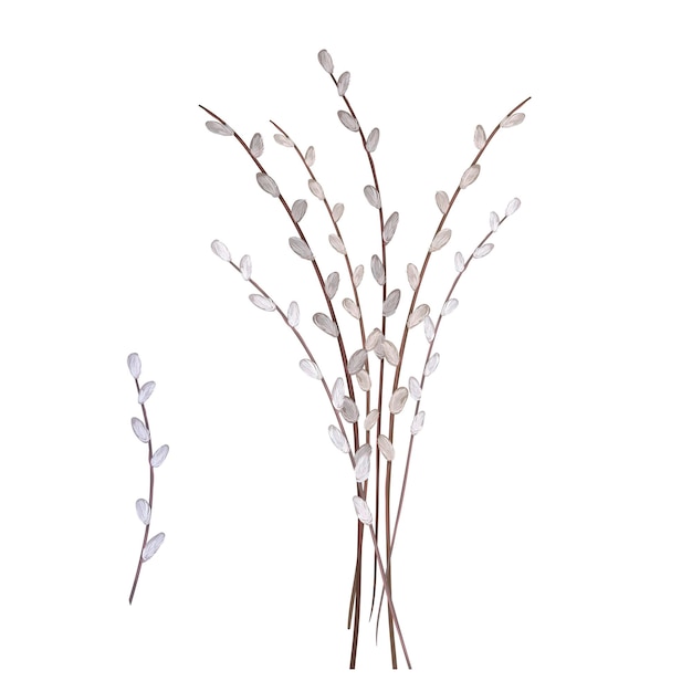 clip art willow branch