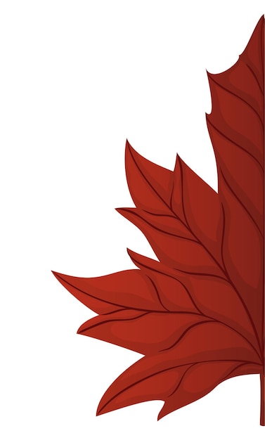 Vector close up view of red maple leaf with detail of its ribs and midribs on white background