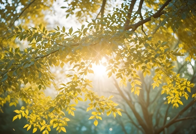 Vector closeup image of tree leaves in golden light with the sun shining through creating a natural warm and radiant effect