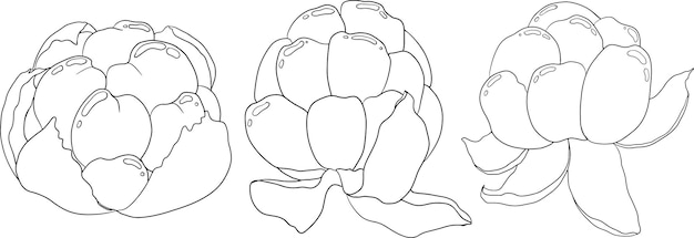 Cloudberry vector line drawing Organic berry superfood Icon for label poster coloring pages