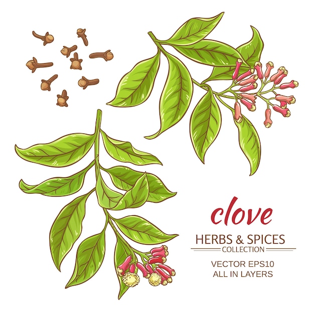 Clove branches vector set on white background