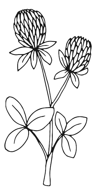 Clover botanical illustration Natural plant Herb sketch