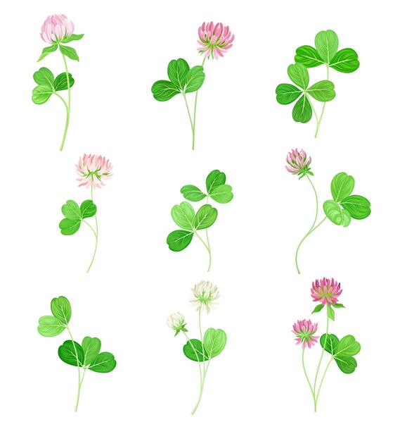 Clover or Trefoil with Dense Spike of Purple Flower and Trifoliate Leaves Vector Set