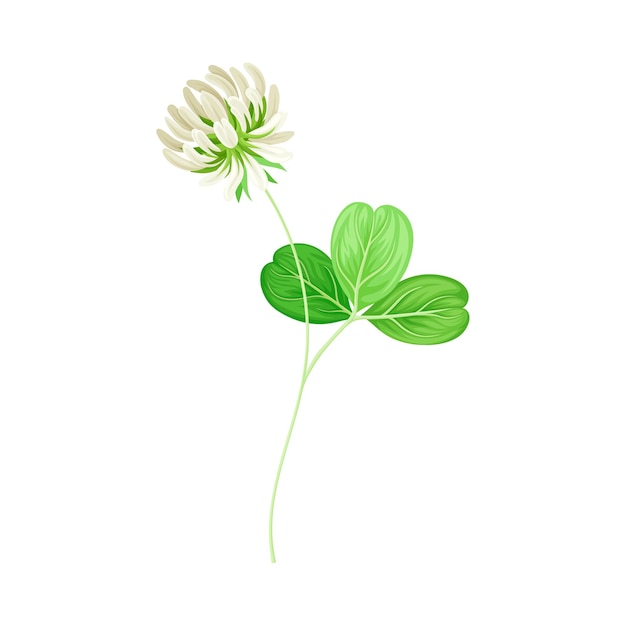 Clover or Trefoil with Dense Spike of White Flower and Trifoliate Leaves Vector Illustration