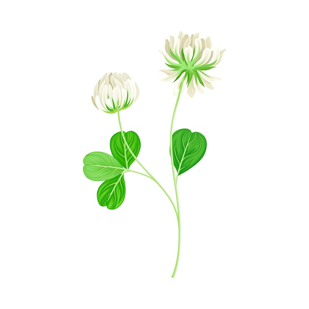 Clover or Trefoil with Dense Spike of White Flower and Trifoliate Leaves Vector Illustration