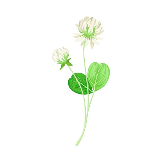 Clover or Trefoil with Dense Spike of White Flower and Trifoliate Leaves Vector Illustration