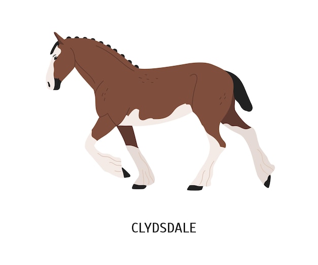 Vector clydsdale horse flat vector illustration. strong clydesdale stallion isolated on white background. scotland purebred draft horse. brown and white farm work mare. powerful carthorse species.