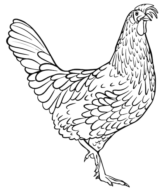 Cock for adults coloring book hand vector