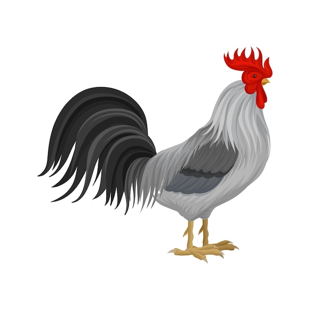 Cock poultry breeding vector Illustration isolated on a white background