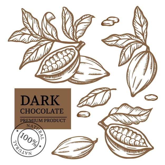 COCOA Design. Chocolate Products In Vintage Style. Brown Monochrome Hand Drawn Sketch Clip Art   Illustration Set