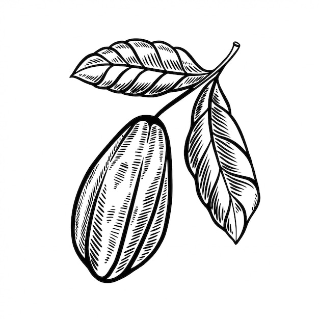 Cocoa fruit hand drawn illustration