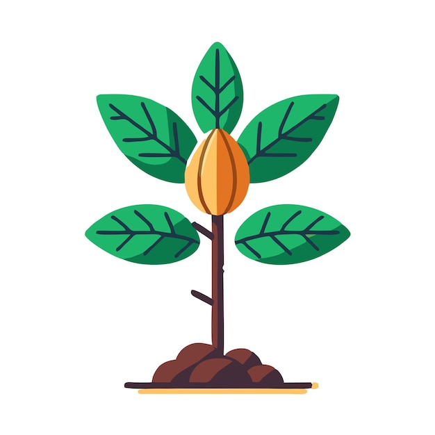 cocoa fruit tree flat vector design