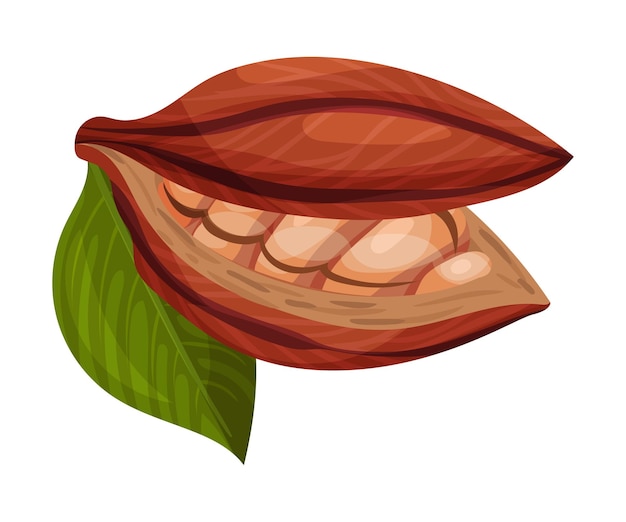 Cocoa Pod Cut into Halves with Many Beans Inside Vector Illustration