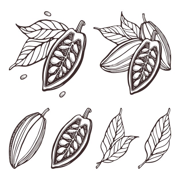 Cocoa set Hand Drawn Vector Cacao beans leaves Doodle Outline sketches Premium Vector