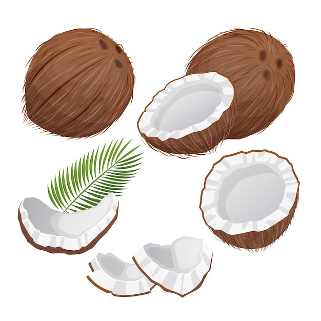 Coconut coco milk fruit set cartoon vector illustration