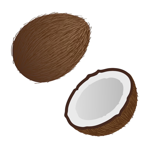 Coconut. Half of a coconut. Isolated objects on white background.