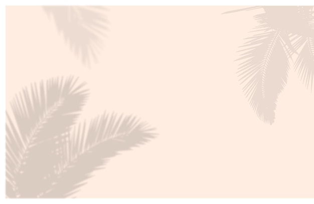 Vector coconut leaf shadow background