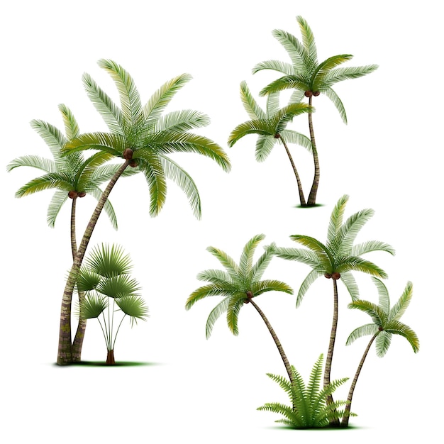 Coconut Palm Trees Realistic Set