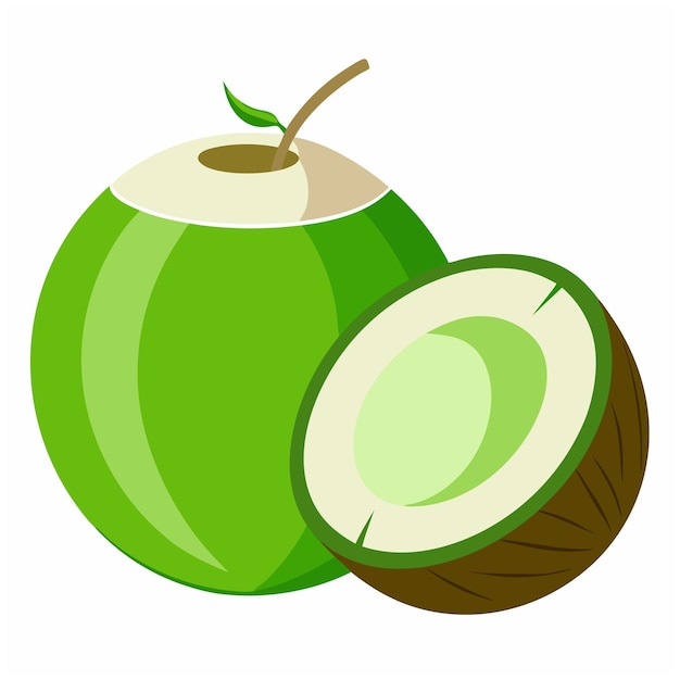 Vector coconut vector illustration isolated on white background