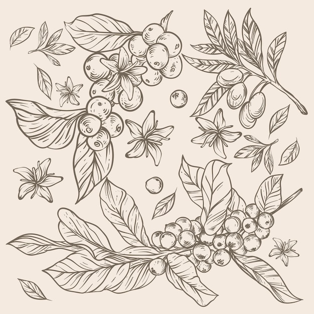 Coffee bean and flower rustic sketch