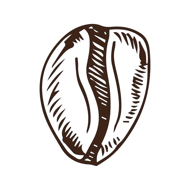 Coffee bean illustration, drawing, engraving, ink, line art, vector