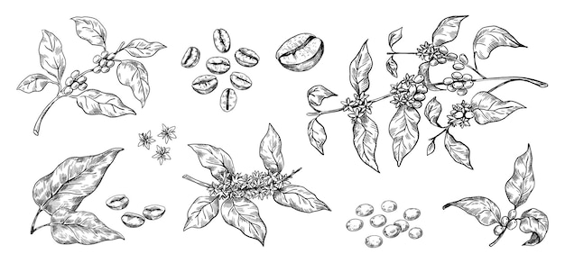 Coffee beans Hand drawn Arabica tree branches with leaves and seeds Tropical blooming plants Black and white organic botanical collection Vector natural decorative elements set