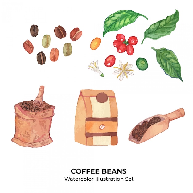 Coffee Beans and Plants Watercolor Illustration  Set