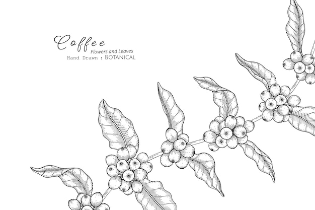 Coffee flower and leaf hand drawn botanical illustration with line art.