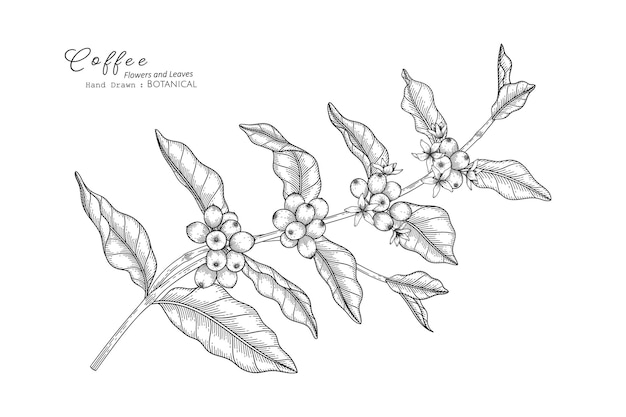 Coffee flower and leaf hand drawn botanical illustration with line art.