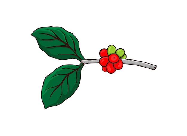 Coffee fruit design template on stem