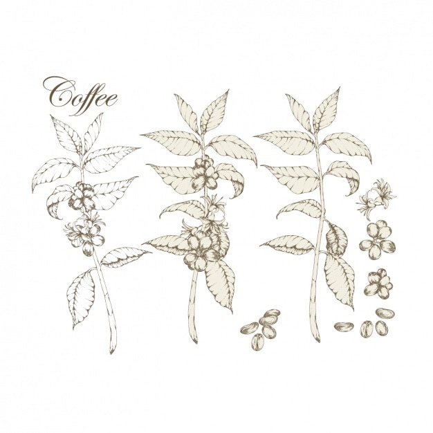 Coffee plants collection