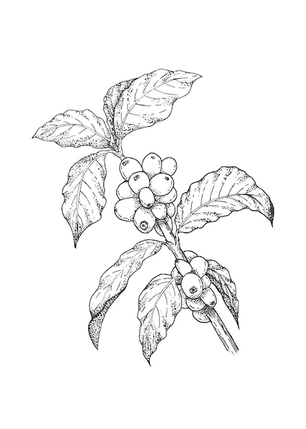 coffee tree branch with berries line art