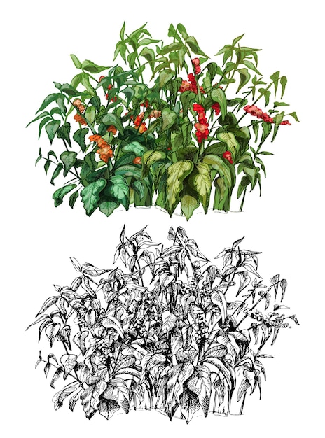 Coffee tree with leaf and berry. Vintage vector hatching