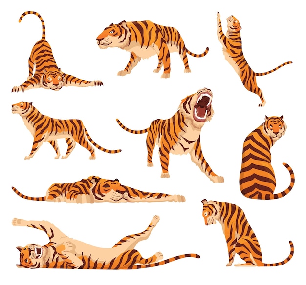 Collection of adult big tigers Animals from wildlife Big cats Predatory mammals Painted cartoon animals design Flat vector illustration isolated on white background